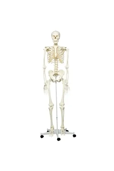 Fabrication Enterprises - From: 12-4500 To: 12-4508 - Anatomical Model Stan the classic skeleton on roller stand