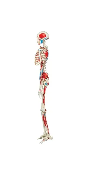 Fabrication Enterprises - 12-4501 - Anatomical Model - Max the muscle skeleton on roller stand